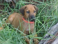 jungle_pup
