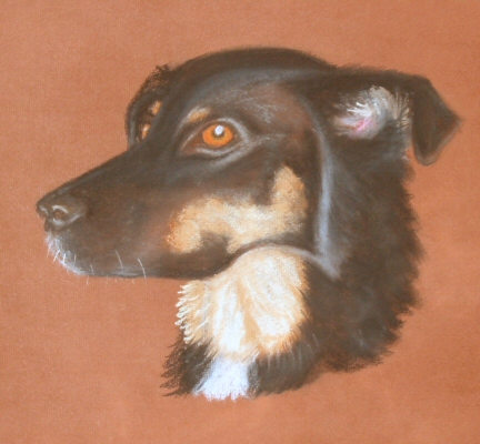 Scully - cross-breed