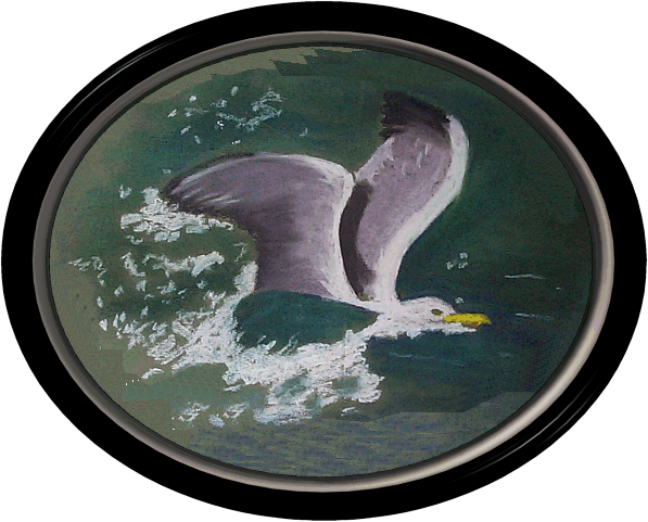 seagull diving