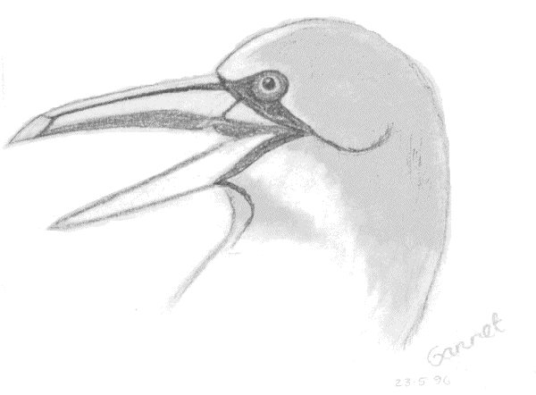Gannet