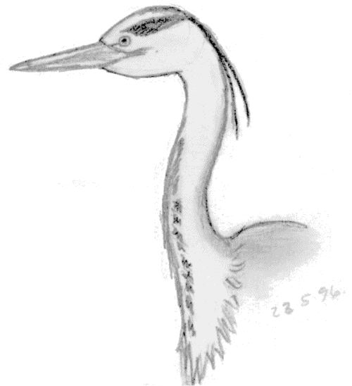 Grey Heron