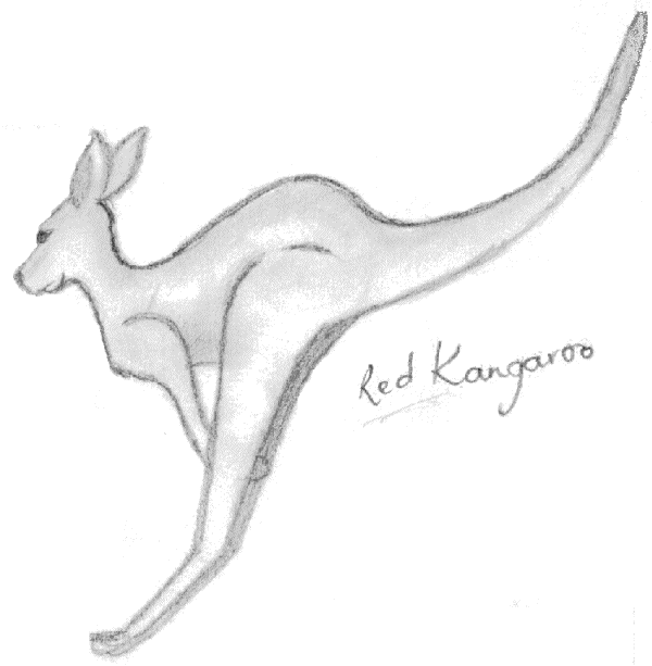 Red Kangaroo