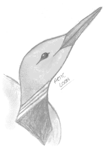 Loon