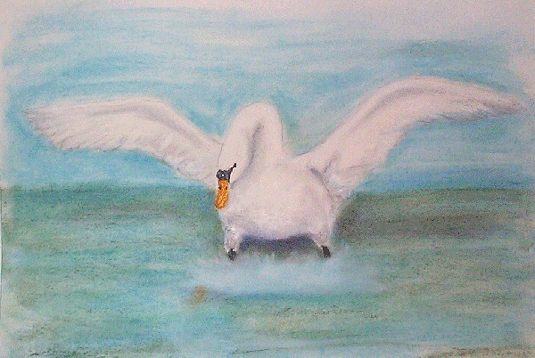 Mute Swan
