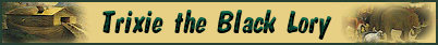 Trixie-Black Lory Parrot
