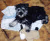 Angel & her puppy.jpg (70371 bytes)