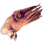 Sqiggy, our beloved mascot