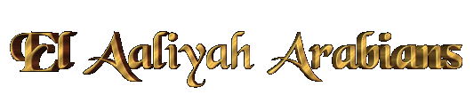 aaliyah.gif (13048 Byte)