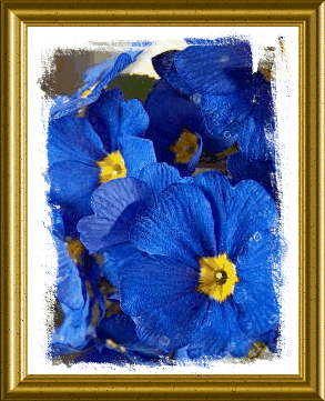 Blume