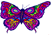 butterfly picture