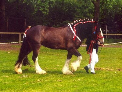 © Sherwood Shires