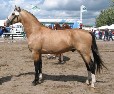 Sah's Orion