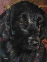 flatcoatedretriever1