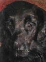 flatcoatedretriever3