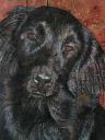 flatcoatedretriever2
