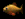 GOLD FISH