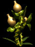 PEAR PLANT