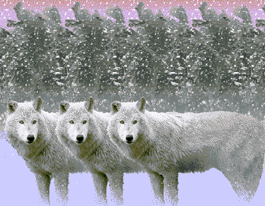 5D