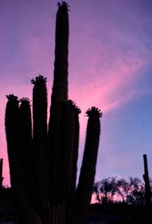 saguaro