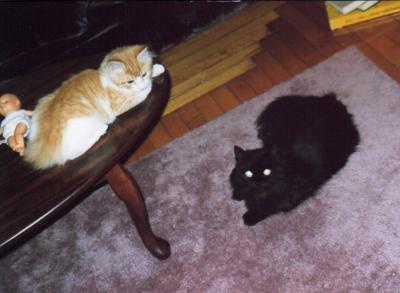 KITTIES.JPG