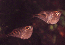 Borb1.gif (17942 bytes)