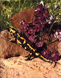 salamandra2.gif (40266 bytes)