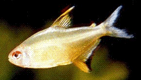 tetralim2.gif (30317 bytes)