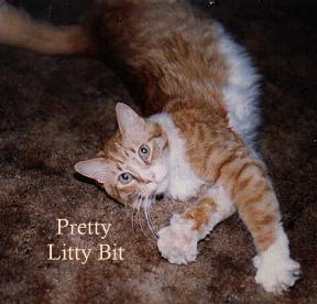 Pretty Bitty Boy