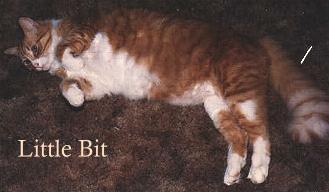 LittleBit
