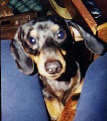 Rocky