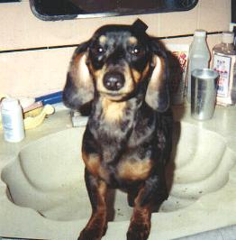 Weiner In Sink