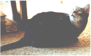 Cuddles as a baby