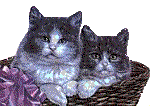 2kitsbasket
