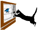 cat_tv