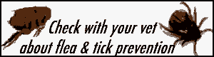 flea tick