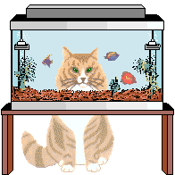 Fishtank