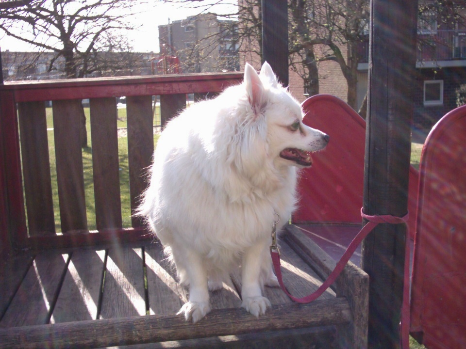 whitesun