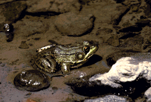 I am a green frog.  Click on me to hear my call.