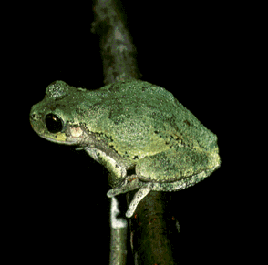 I am a grey treefrog.  Click on me to hear my call.