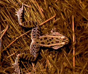I am a leopard frog.  Click on me to hear my call.