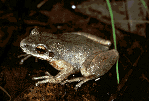 I am a mountain chorus frog.  Click on me to hear my call.
