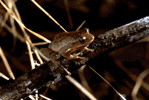 I am a spring peeper.  Click on me to hear my call.