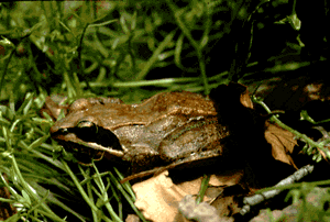 I am a wood frog.  Click on me to hear my call.