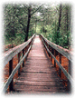 Woodland boardwalk ALIGN=