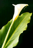 Cala/Lily