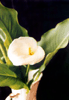 Cala/Lily