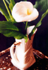 Cala/Lily
