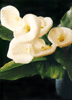 Cala/Lily