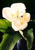 Cala/Lily