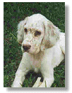 Cali - English Setter Puppy - 10.5 weeks